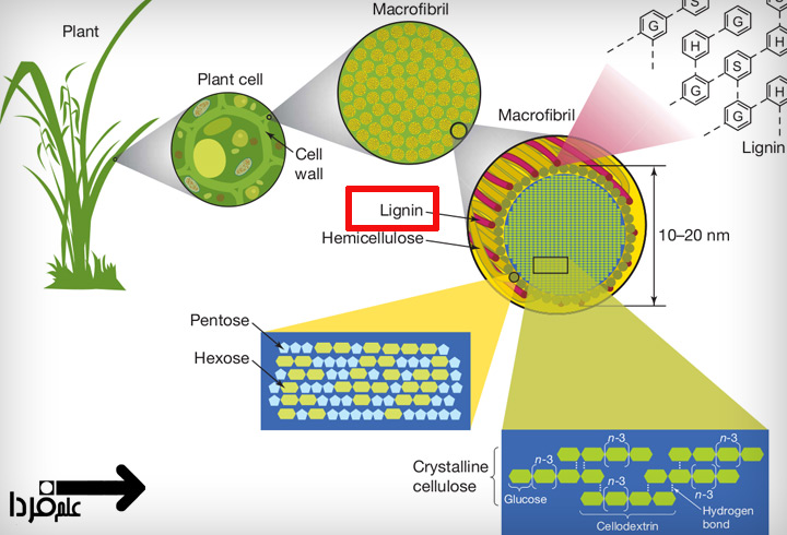 لینگین (Lignin) چیست ؟